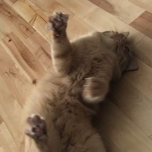 Meet your Posher, Jessica